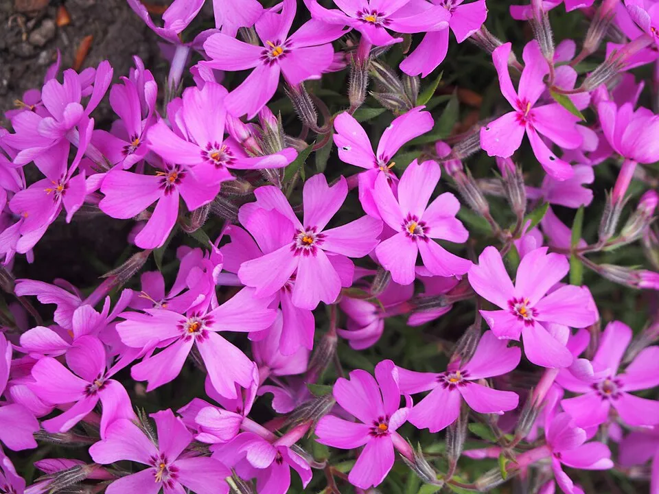 Árlevelű lángvirág / Phlox subulata FABULOUS 'Blue Violet'
