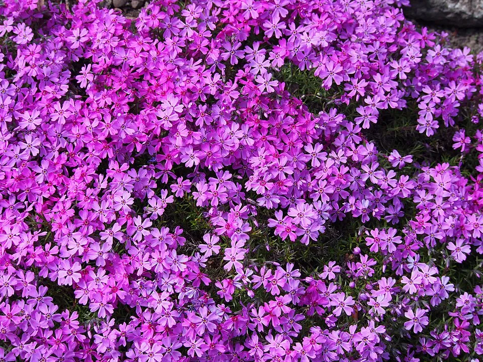 Árlevelű lángvirág / Phlox subulata 'Ruby Riot'
