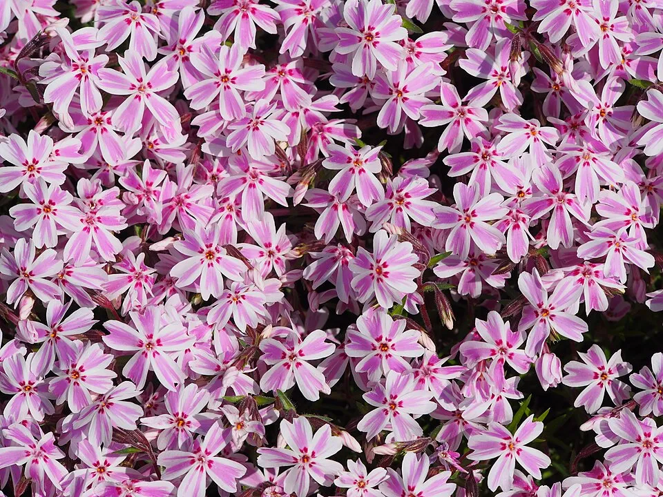 Árlevelű lángvirág / Phlox subulata 'Ruby Riot'