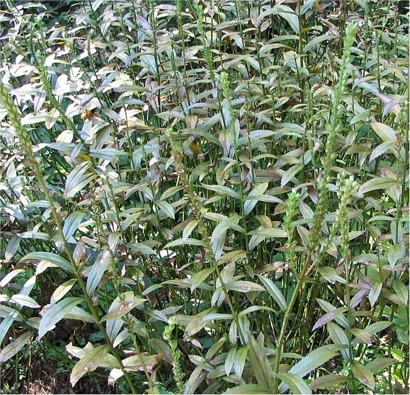 Virginiai füzérajak / Physostegia virginiana 'Pink Manners'