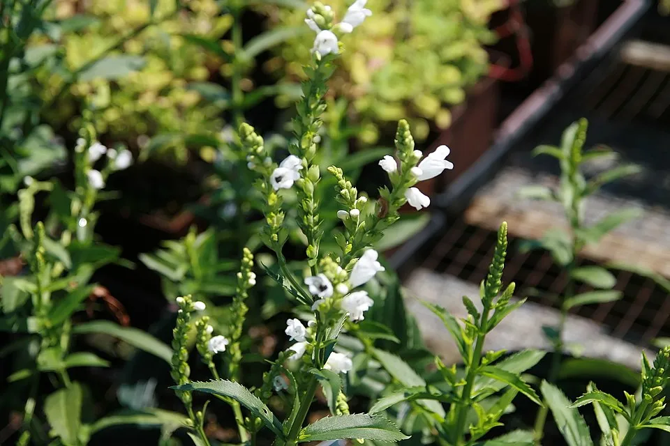 Virginiai füzérajak / Physostegia virginiana 'Pink Manners'