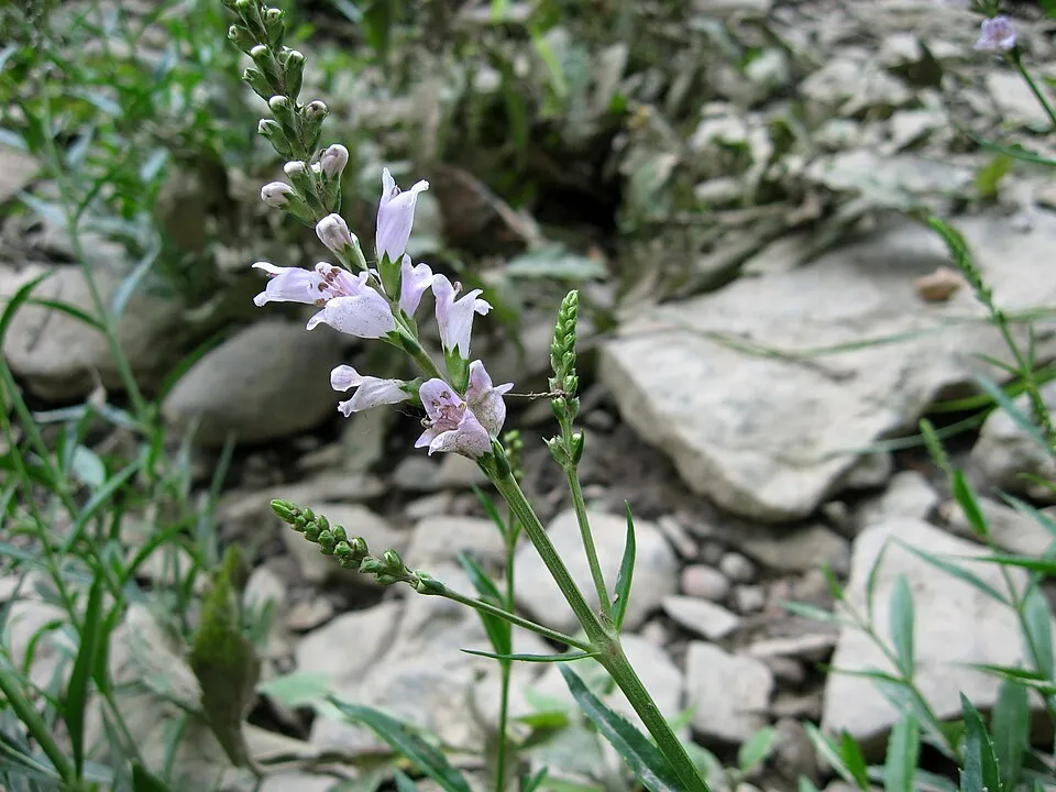 Virginiai füzérajak / Physostegia virginiana 'Pink Manners'