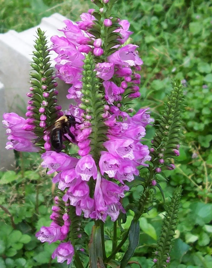 Virginiai füzérajak / Physostegia virginiana 'Pink Manners'