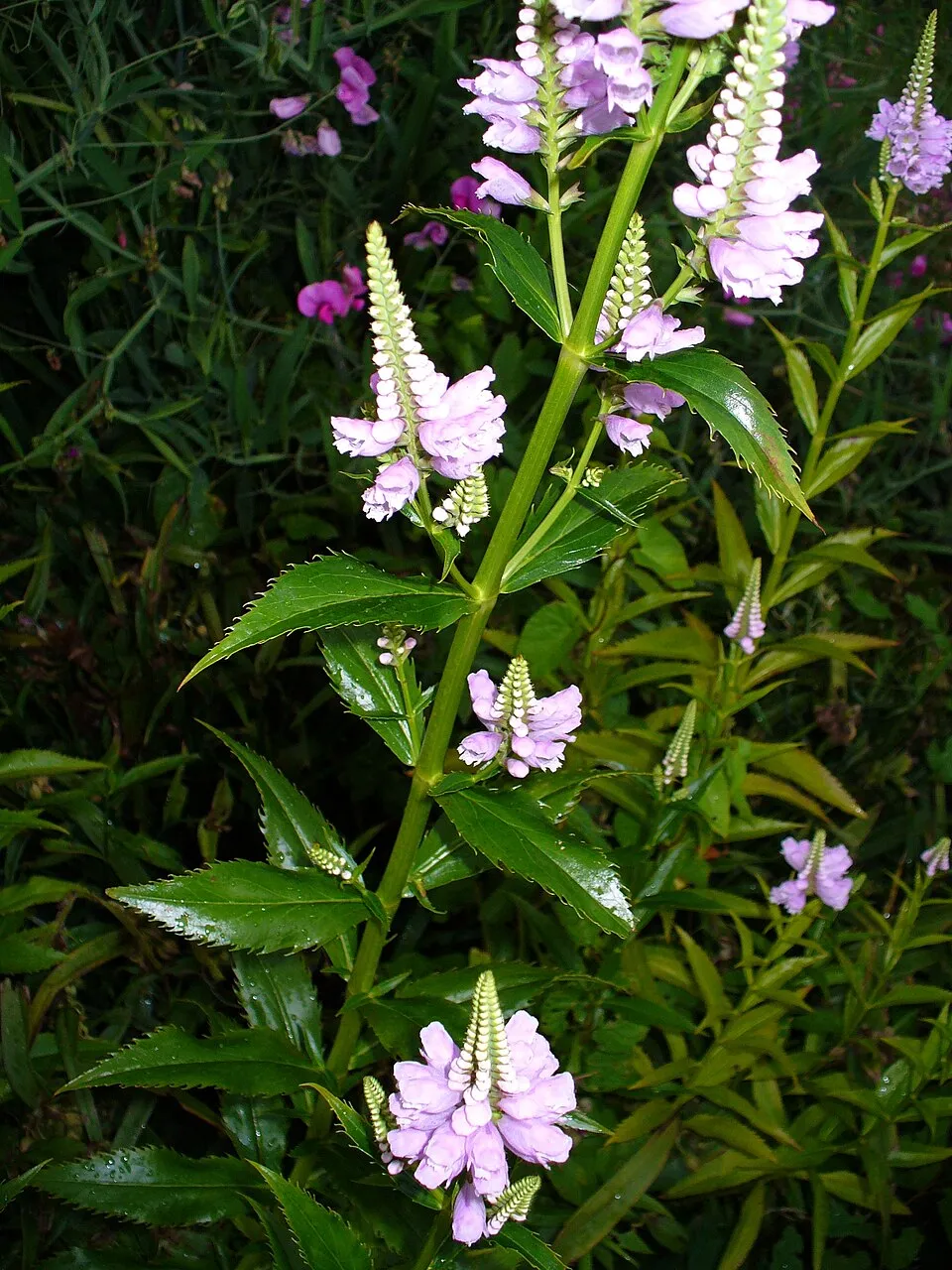 Virginiai füzérajak / Physostegia virginiana 'Pink Manners'