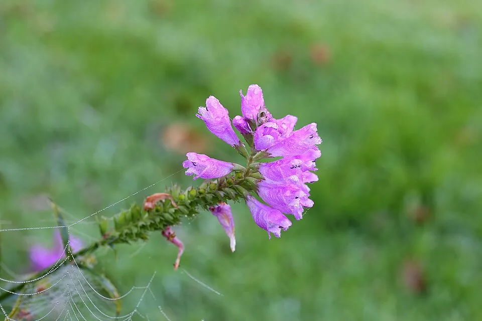 Virginiai füzérajak / Physostegia virginiana 'Pink Manners'