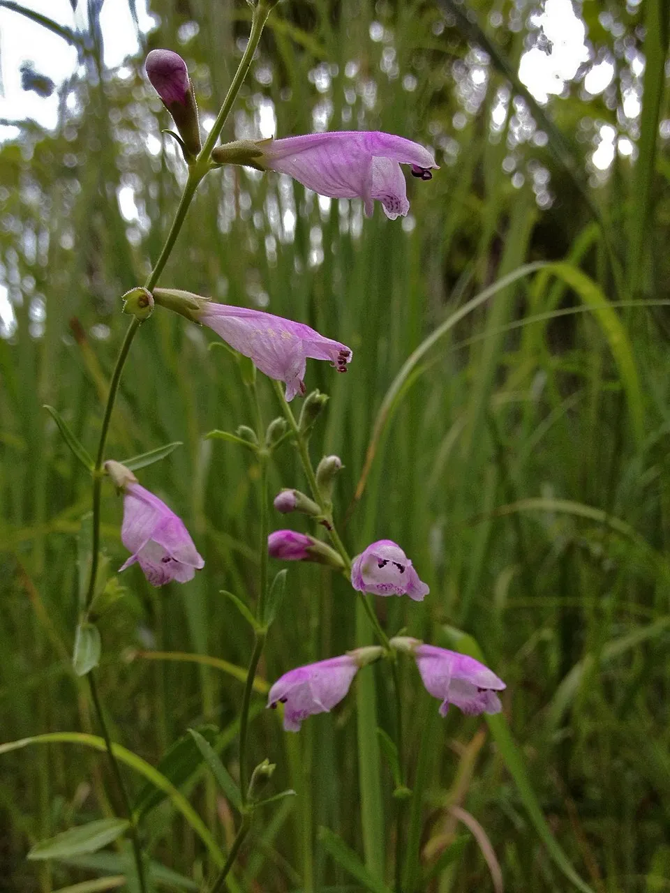 Virginiai füzérajak / Physostegia virginiana 'Pink Manners'
