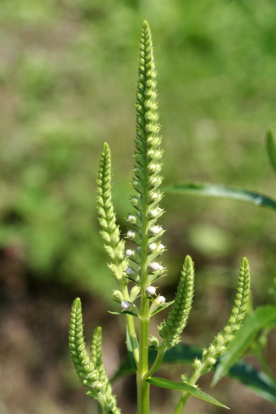 Virginiai füzérajak / Physostegia virginiana 'Pink Manners'