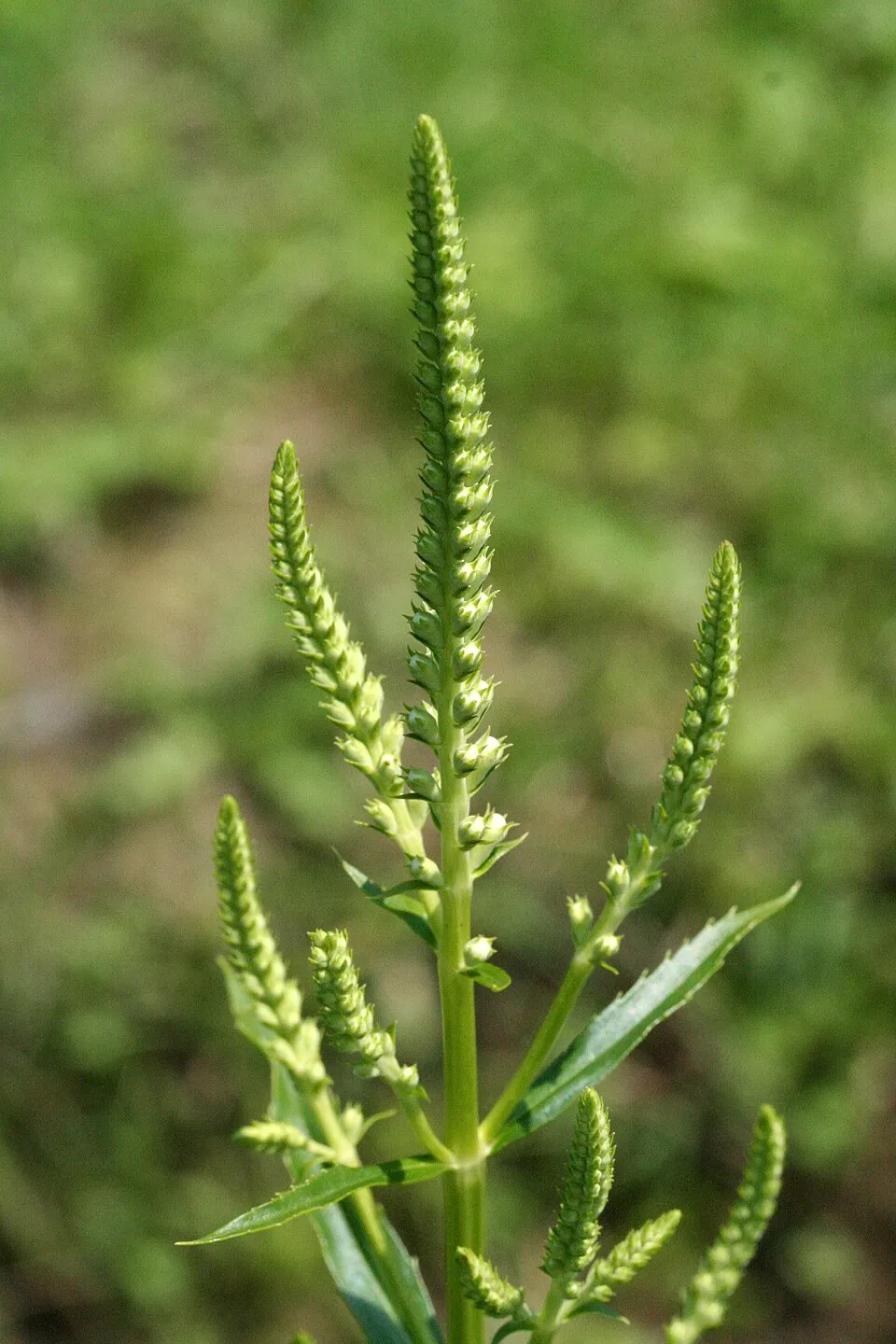 Virginiai füzérajak / Physostegia virginiana 'Pink Manners'