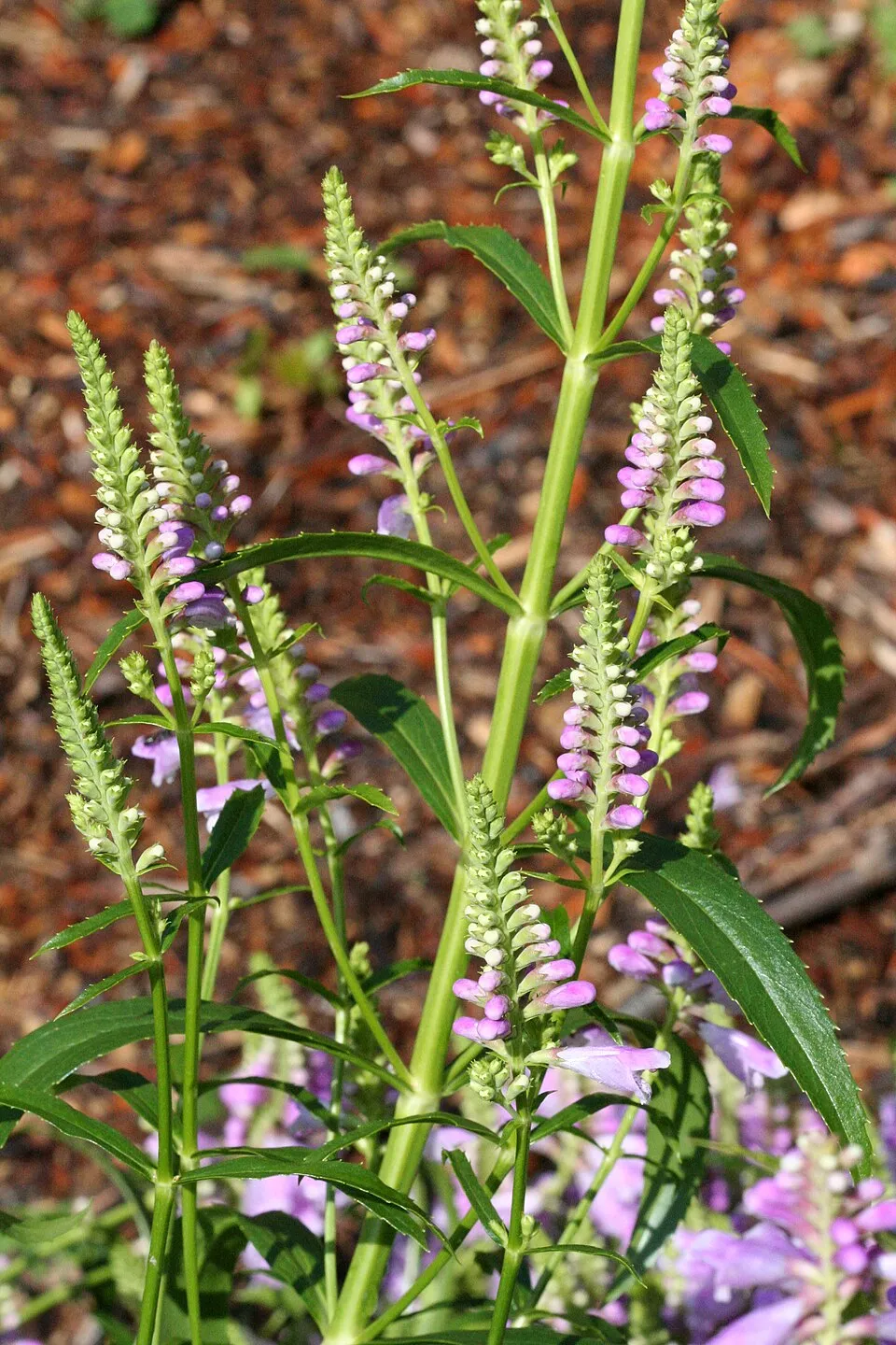 Virginiai füzérajak / Physostegia virginiana 'Pink Manners'