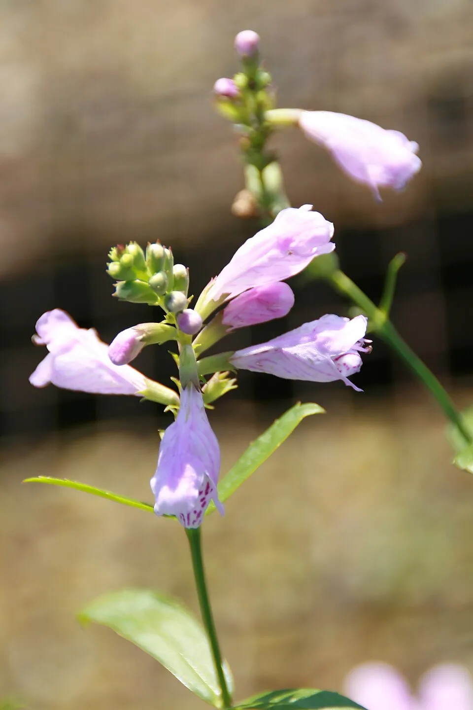 Virginiai füzérajak / Physostegia virginiana 'Vivid'