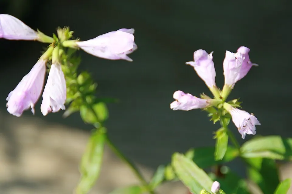 Virginiai füzérajak / Physostegia virginiana 'Vivid'