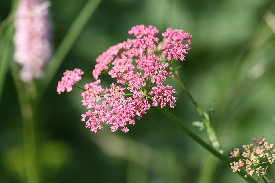 Nagy földitömjén / Pimpinella major 'Rosea'