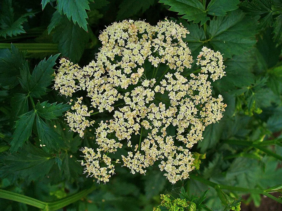 Nagy földitömjén / Pimpinella major 'Rosea'