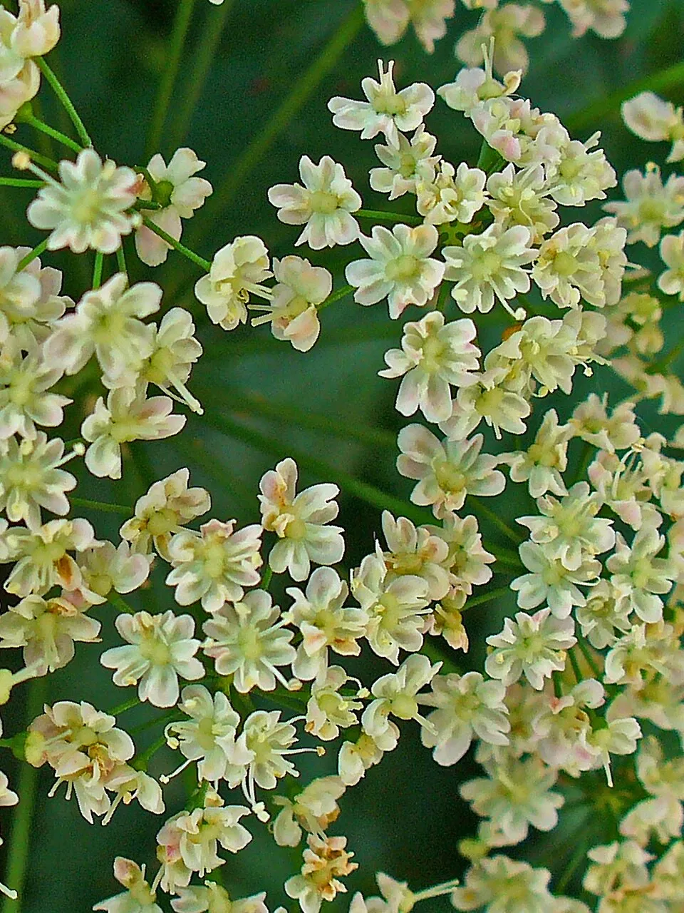 Nagy földitömjén / Pimpinella major 'Rosea'
