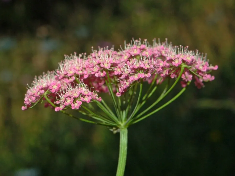Nagy földitömjén / Pimpinella major 'Rosea'