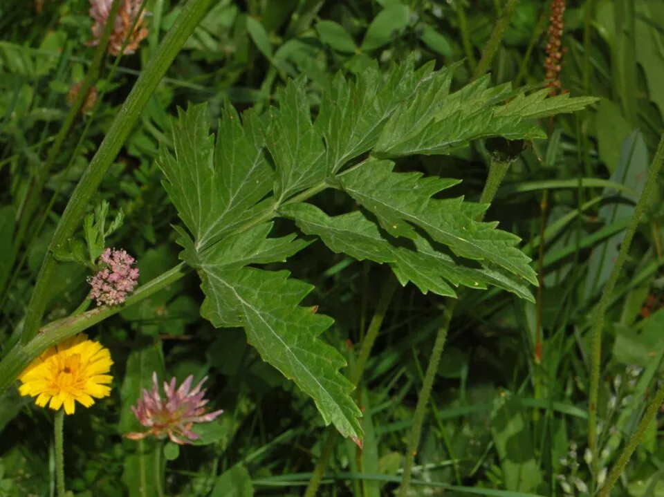 Nagy földitömjén / Pimpinella major 'Rosea'