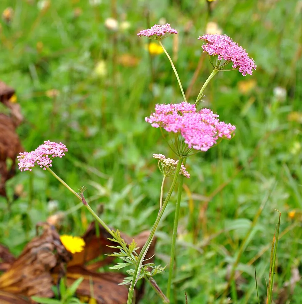 Nagy földitömjén / Pimpinella major 'Rosea'