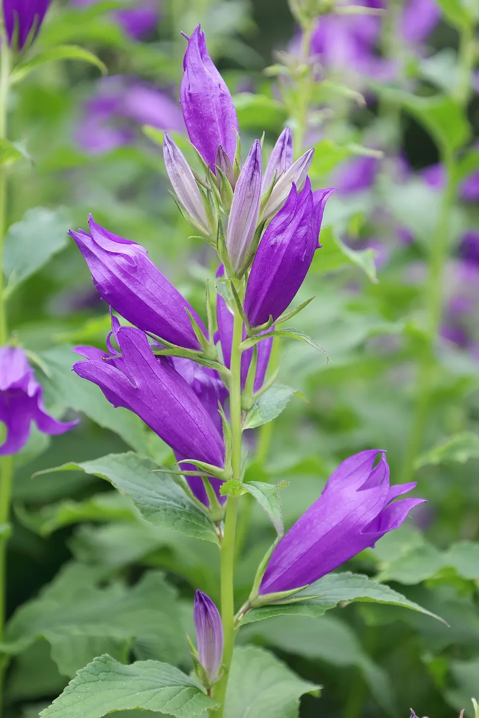 Léggömbvirág / Platycodon grandiflorus HAKONE 'Blue'