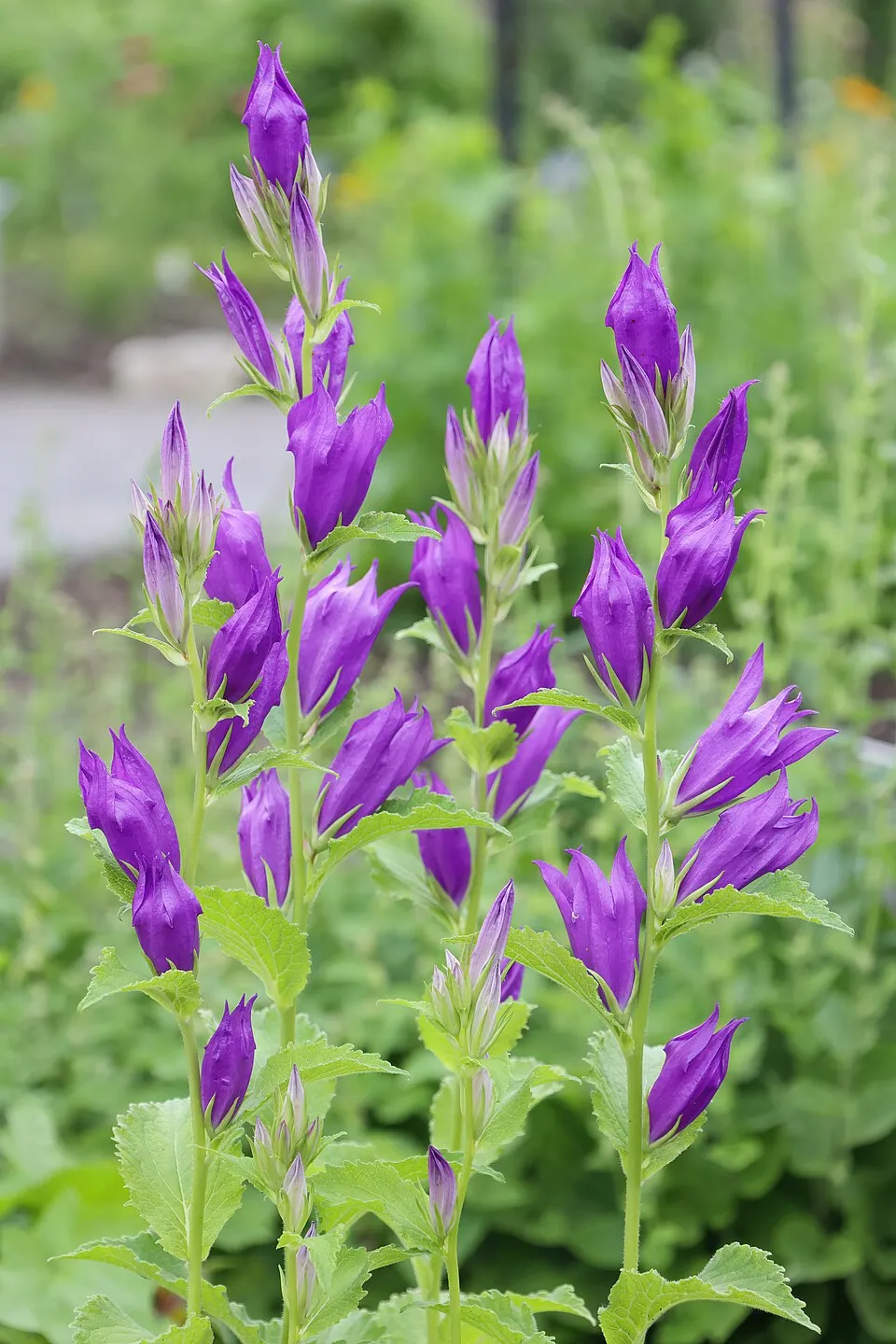 Léggömbvirág / Platycodon grandiflorus HAKONE 'Blue'