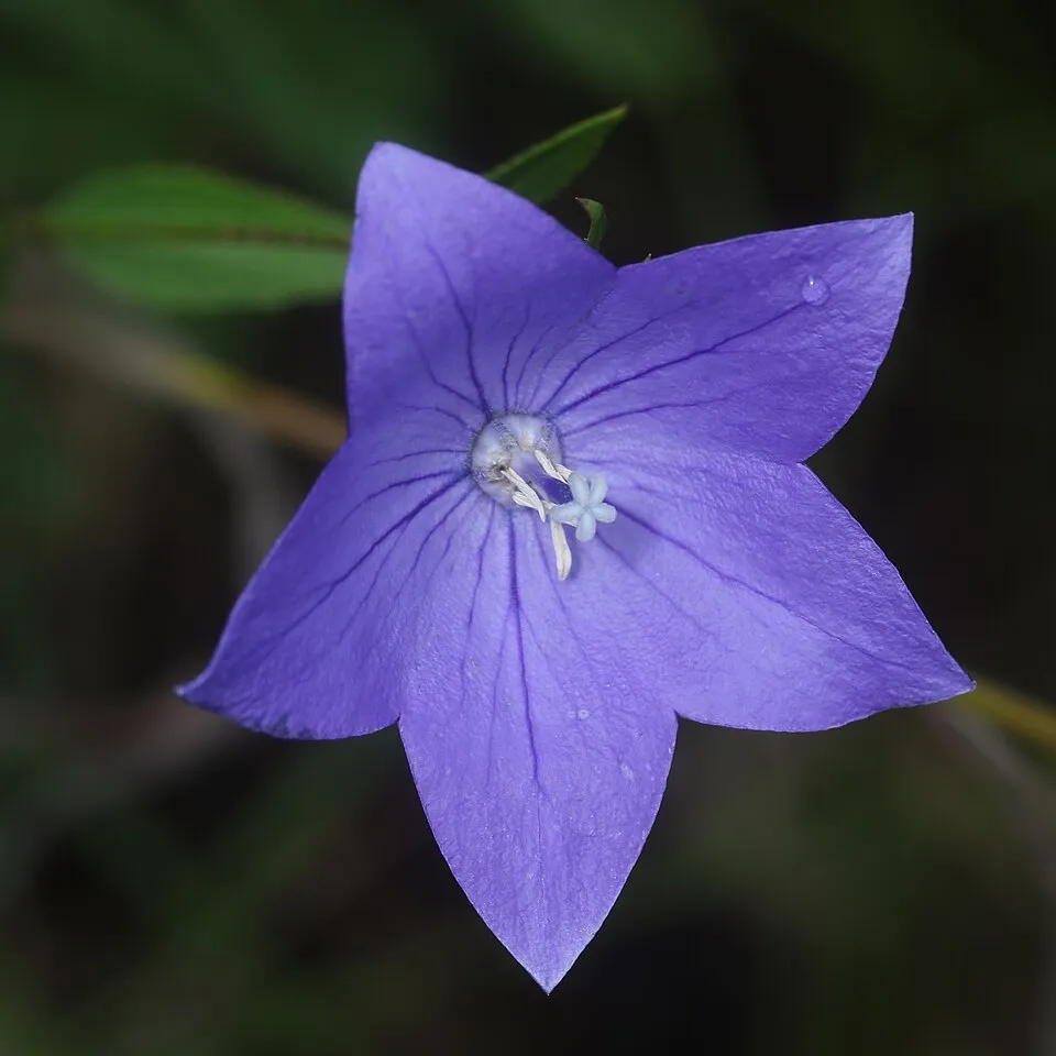 Léggömbvirág / Platycodon grandiflorus HAKONE 'White'