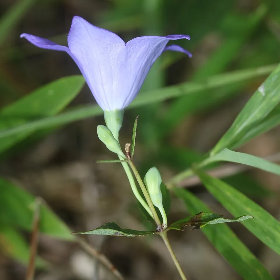 Léggömbvirág / Platycodon grandiflorus HAKONE 'White'