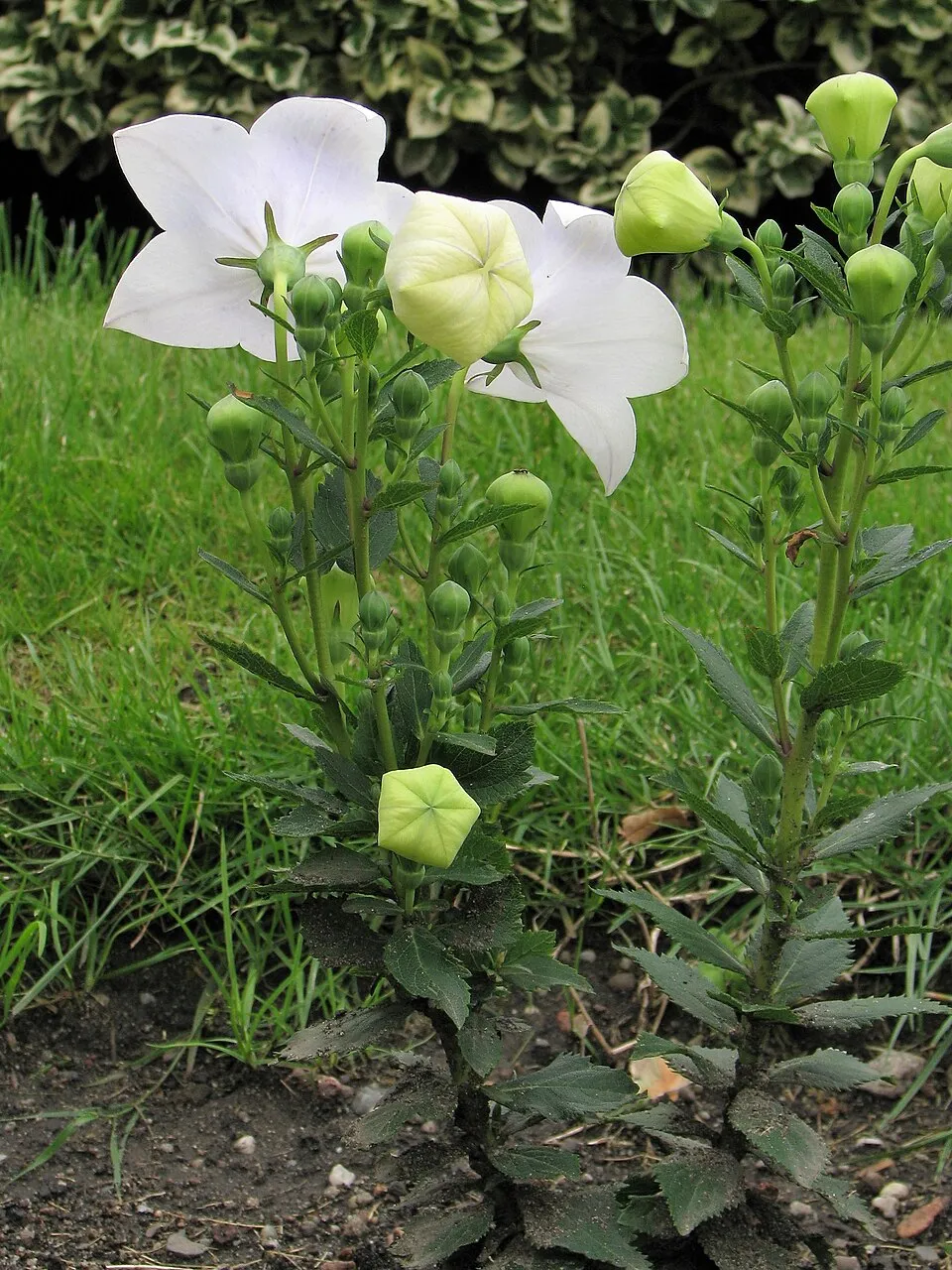 Léggömbvirág / Platycodon grandiflorus HAKONE 'White'