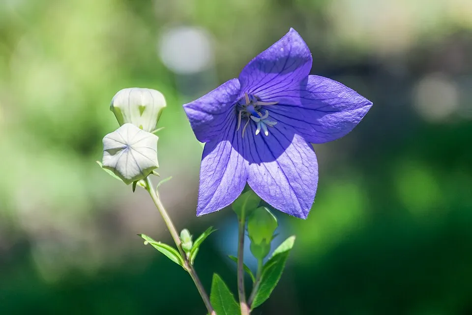 Léggömbvirág / Platycodon grandiflorus HAKONE 'White'