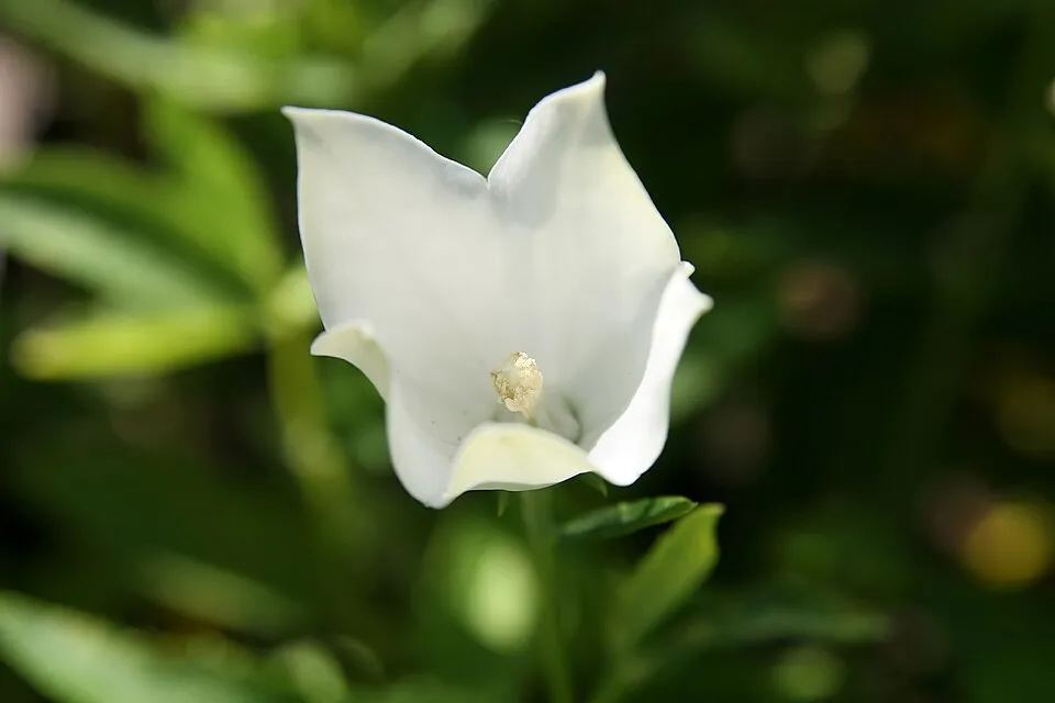 Léggömbvirág / Platycodon grandiflorus HAKONE 'White'