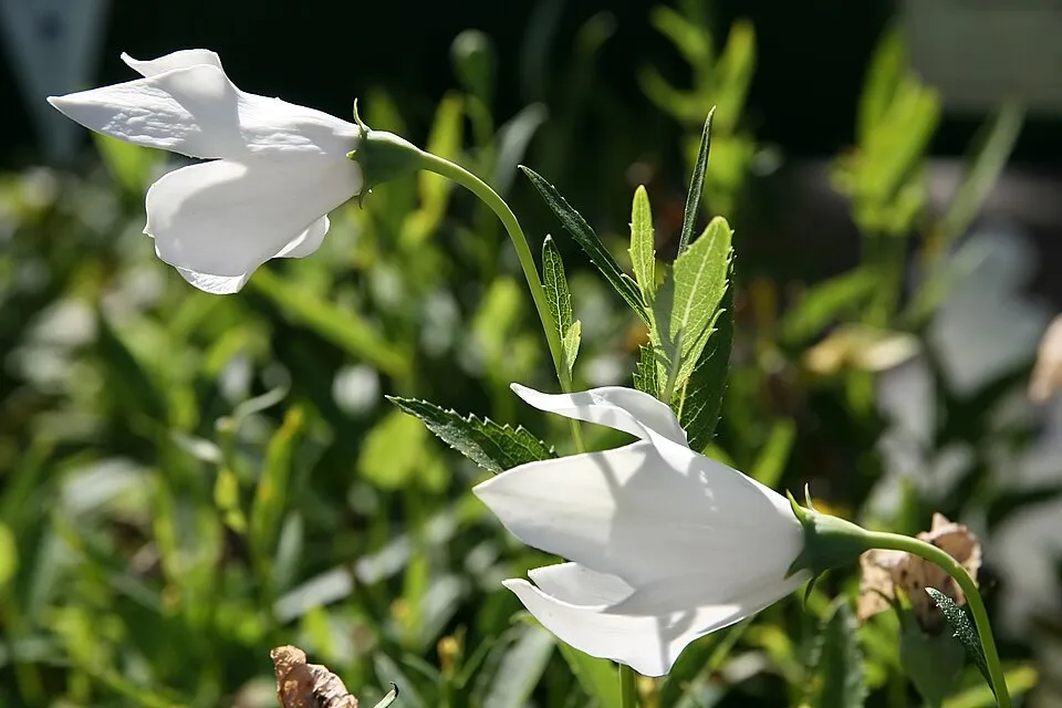 Léggömbvirág / Platycodon grandiflorus HAKONE 'White'