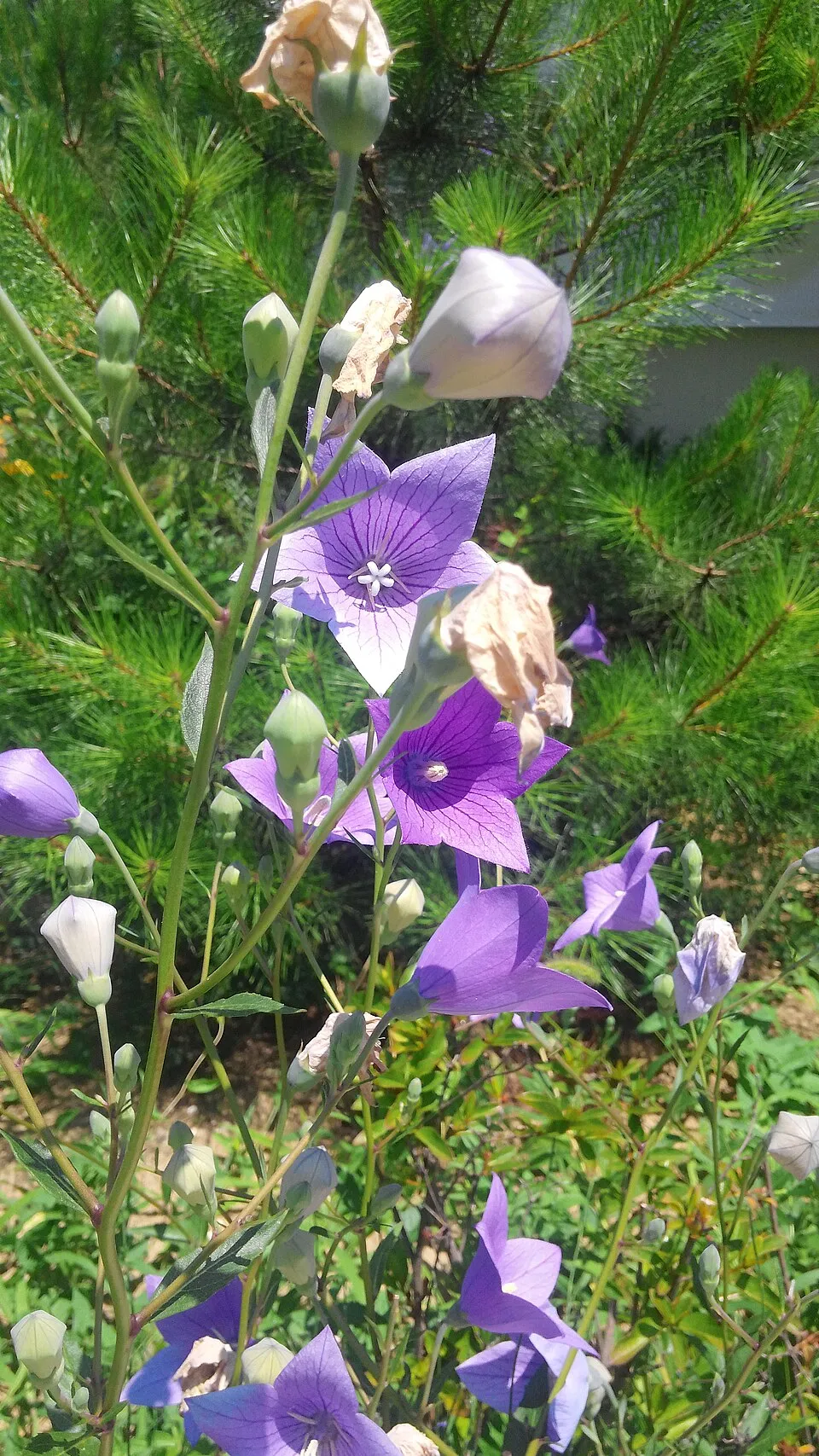 Léggömbvirág / Platycodon grandiflorus HAKONE 'White'