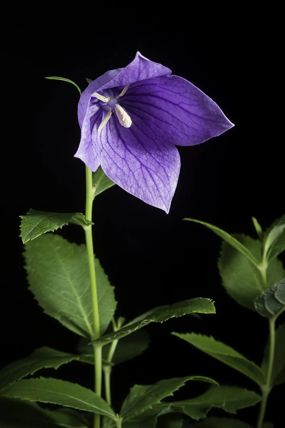 Léggömbvirág / Platycodon grandiflorus 'Mariesii'