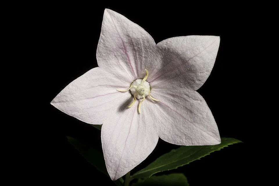 Léggömbvirág / Platycodon grandiflorus 'Mariesii'
