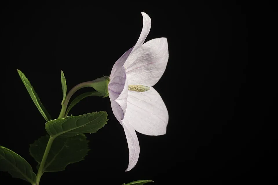 Léggömbvirág / Platycodon grandiflorus 'Mariesii'