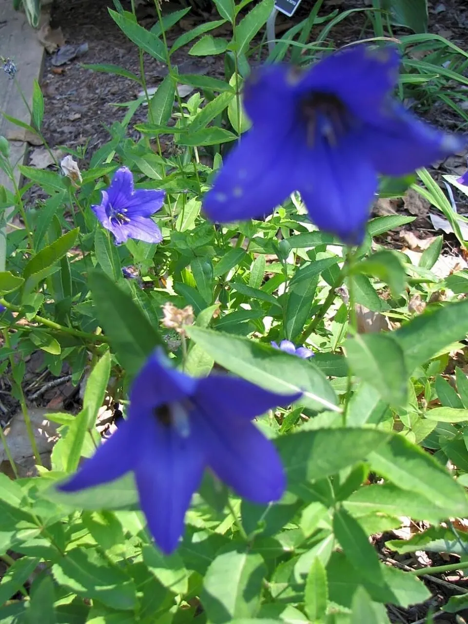 Léggömbvirág / Platycodon grandiflorus 'Mariesii'