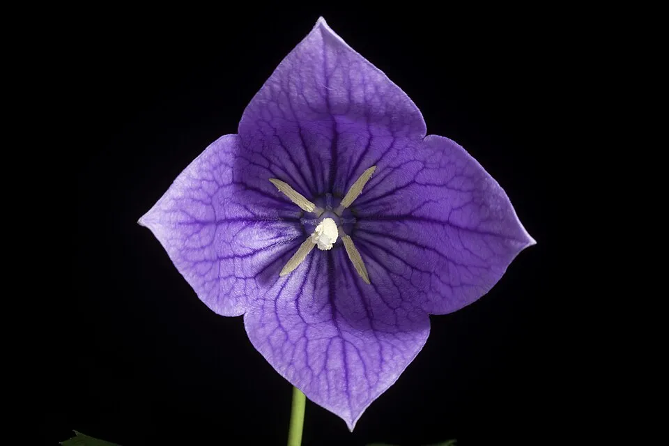 Léggömbvirág / Platycodon grandiflorus 'Mariesii'