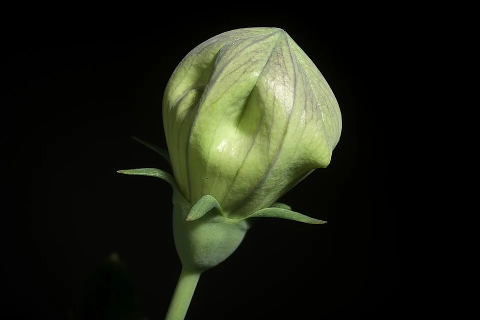Léggömbvirág / Platycodon grandiflorus 'Mariesii'