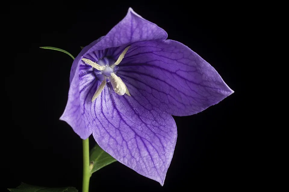 Léggömbvirág / Platycodon grandiflorus 'Mariesii'