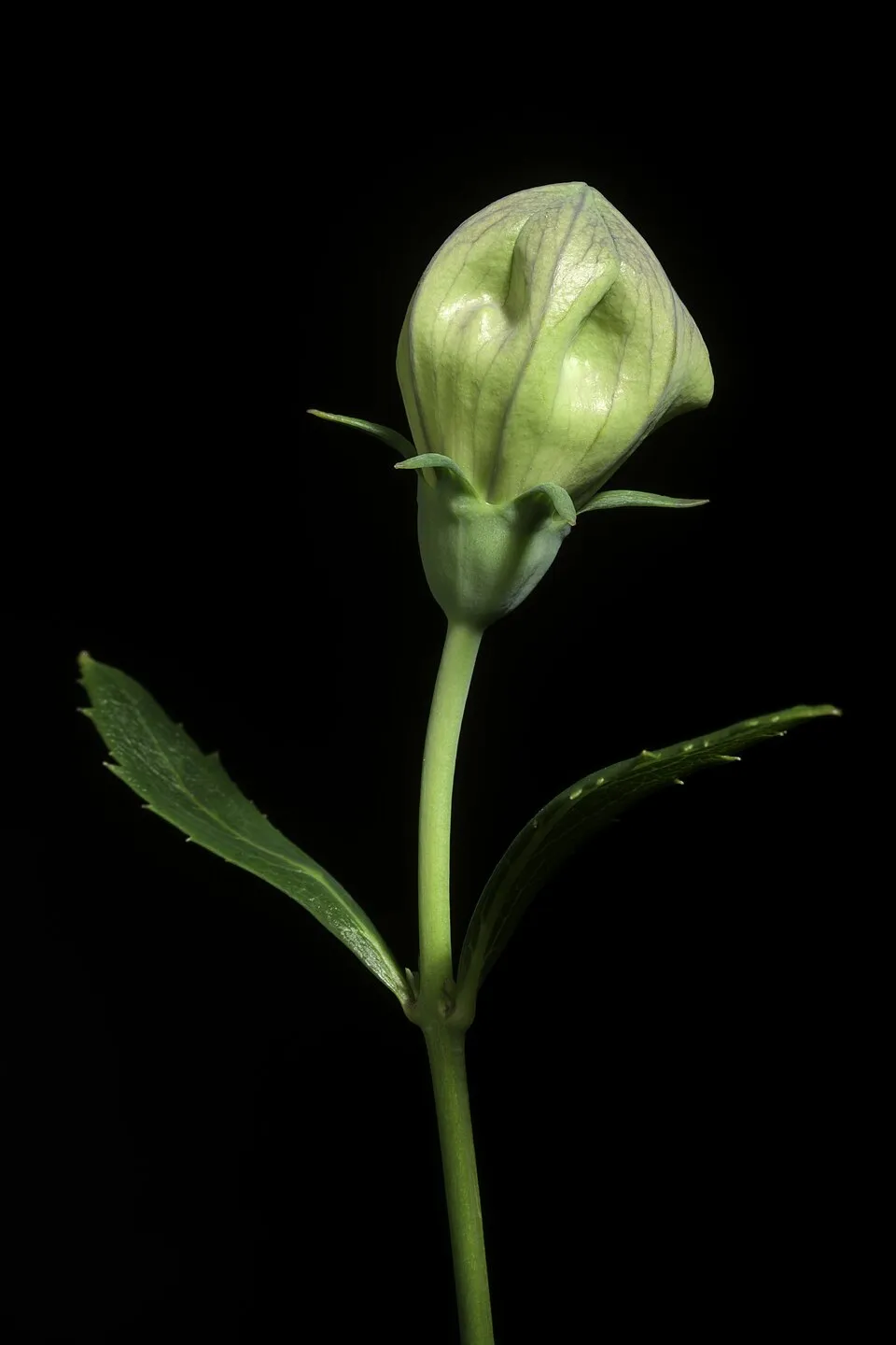 Léggömbvirág / Platycodon grandiflorus 'Mariesii'