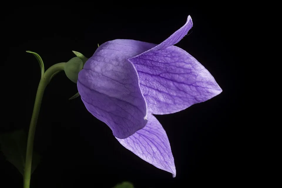 Léggömbvirág / Platycodon grandiflorus 'Mariesii'
