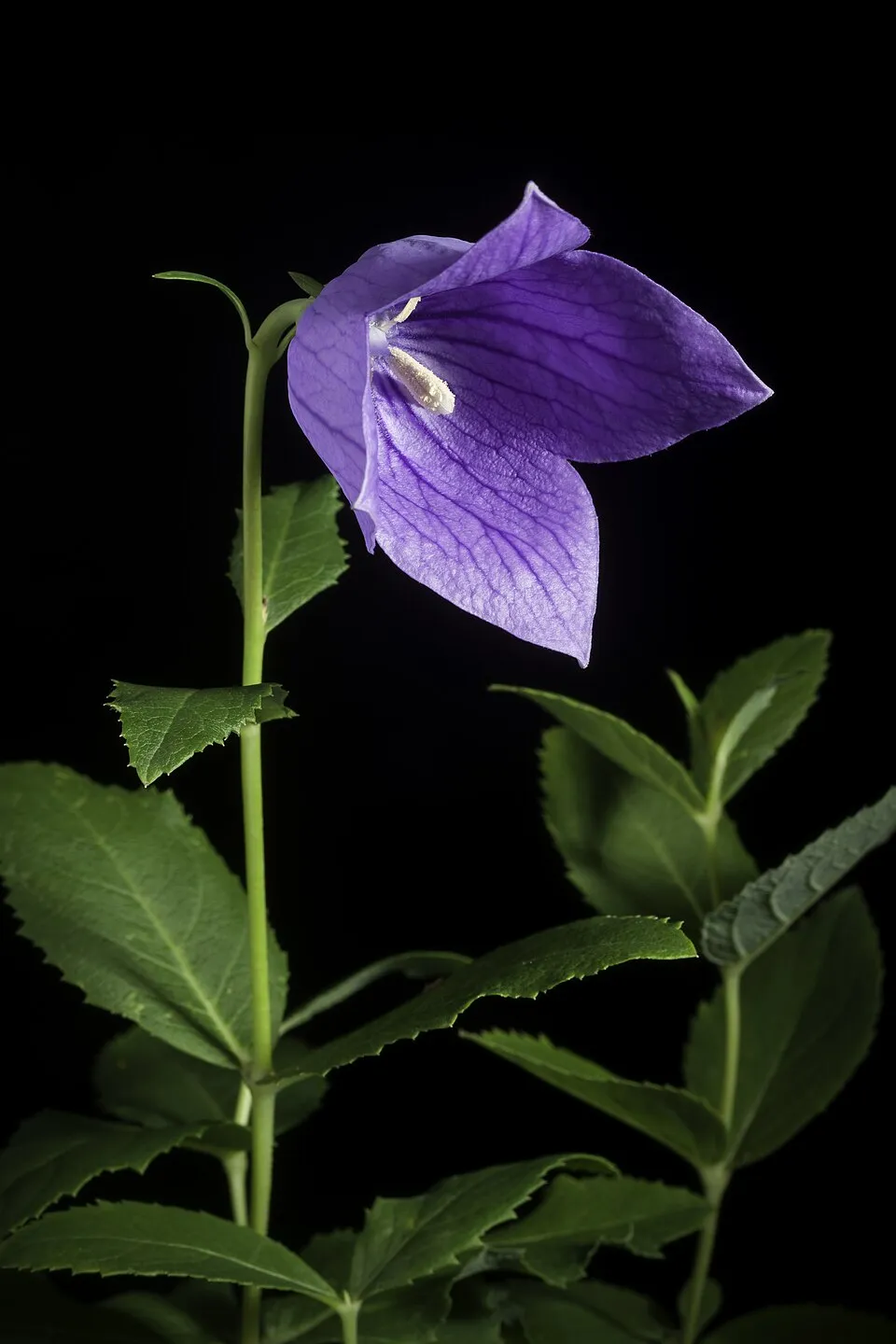 Léggömbvirág / Platycodon grandiflorus 'Mariesii'