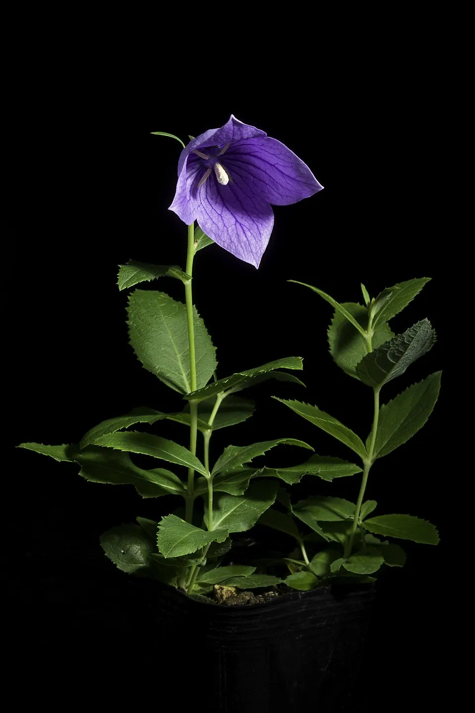 Léggömbvirág / Platycodon grandiflorus 'Mariesii'
