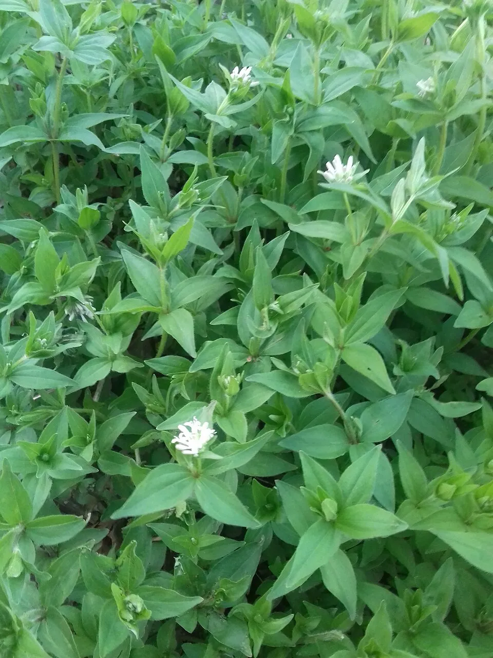 Olasz müge / Asperula taurina