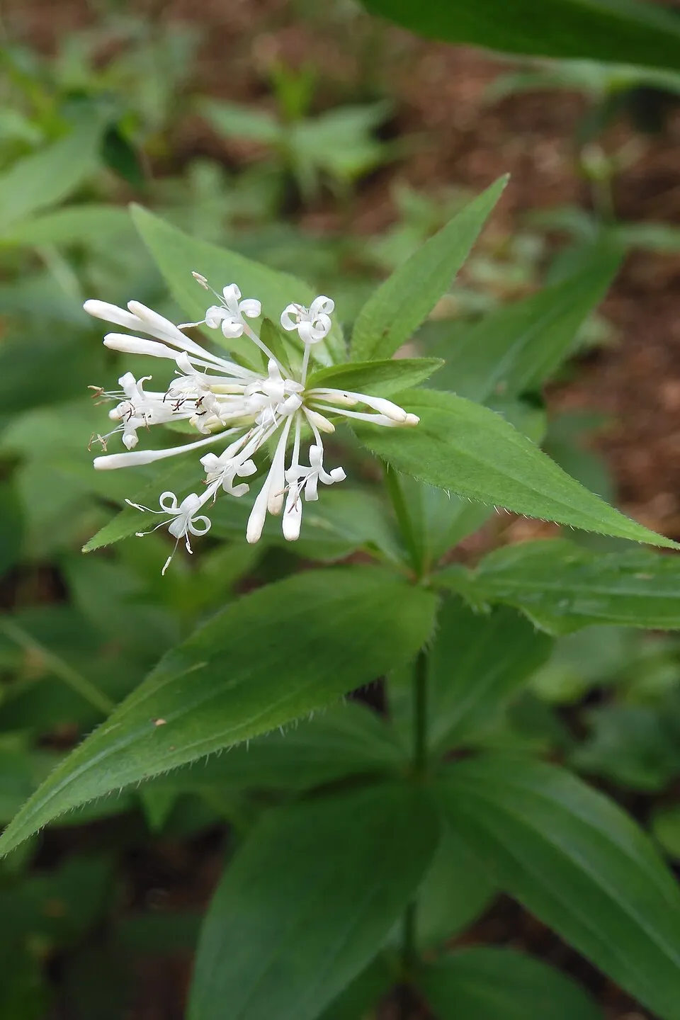 Olasz müge / Asperula taurina
