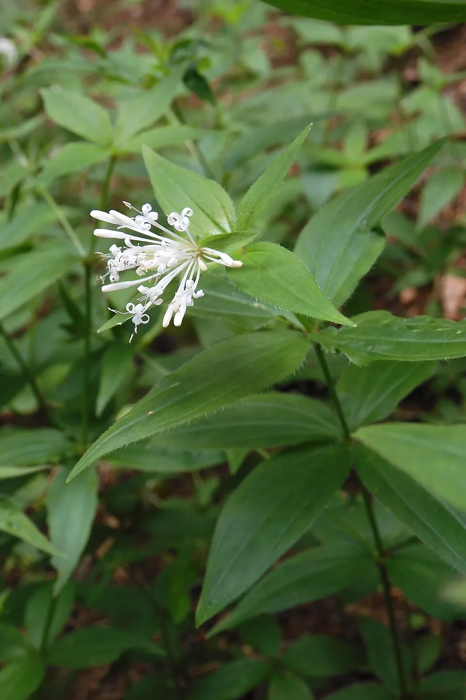 Olasz müge / Asperula taurina