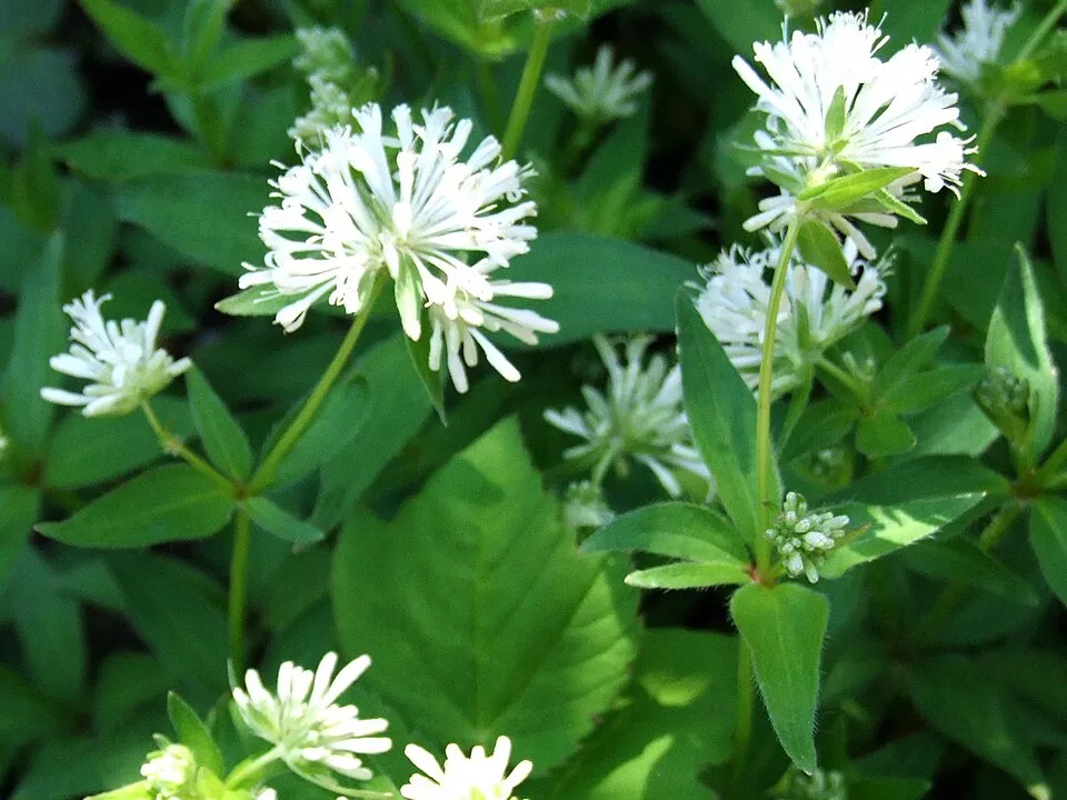 Olasz müge / Asperula taurina