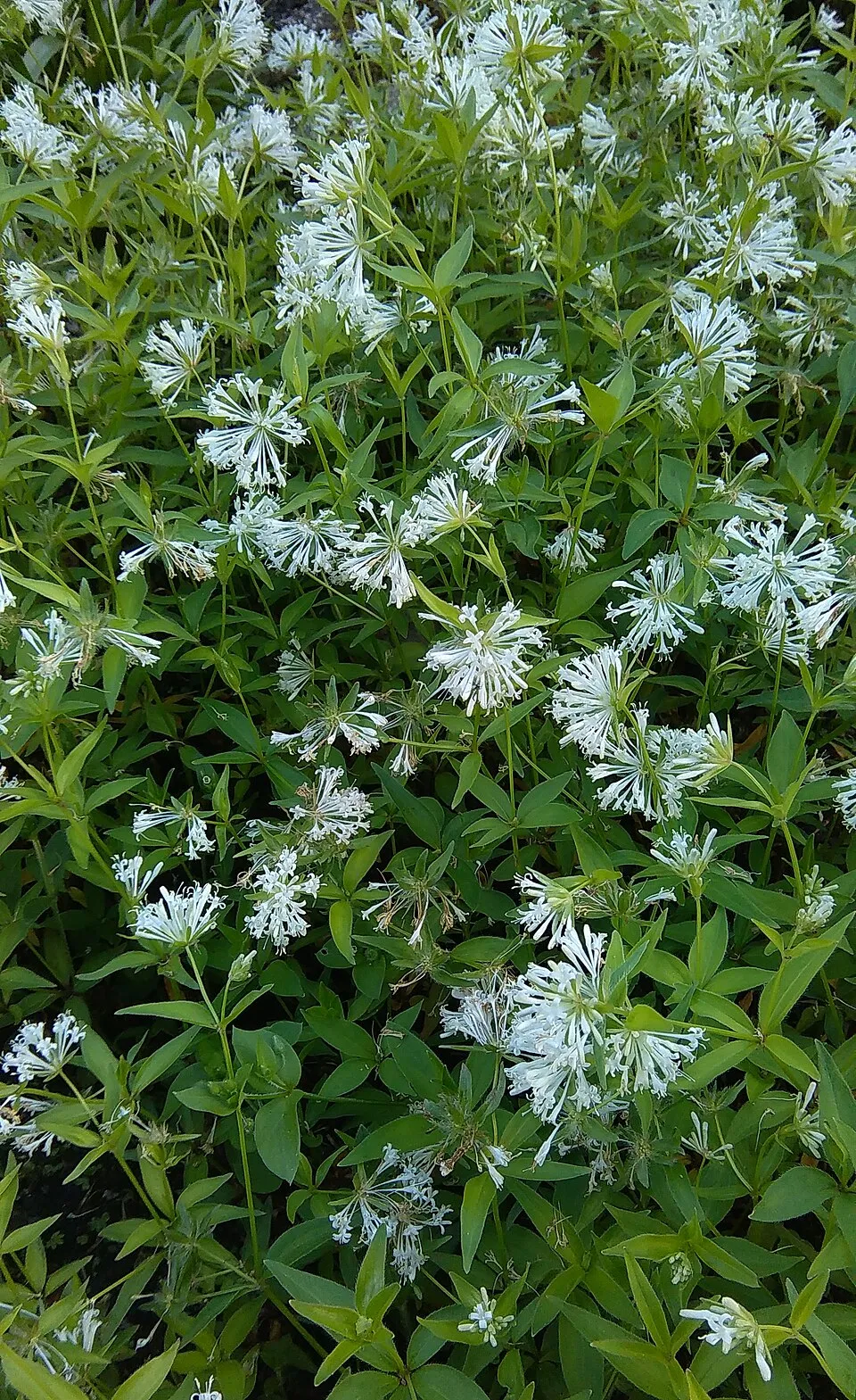Olasz müge / Asperula taurina