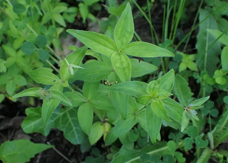Olasz müge / Asperula taurina