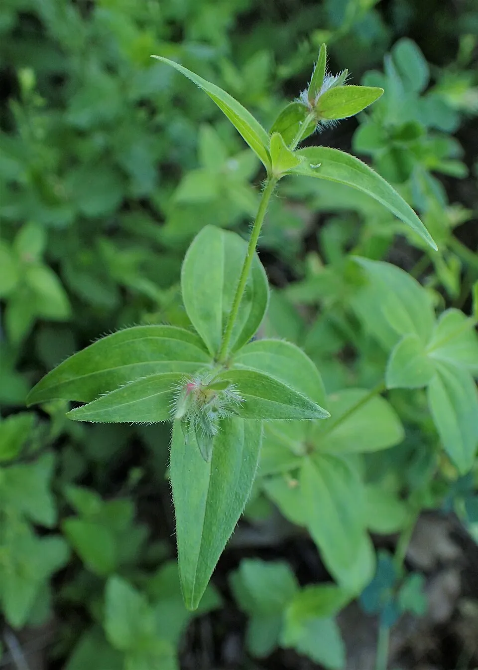 Olasz müge / Asperula taurina