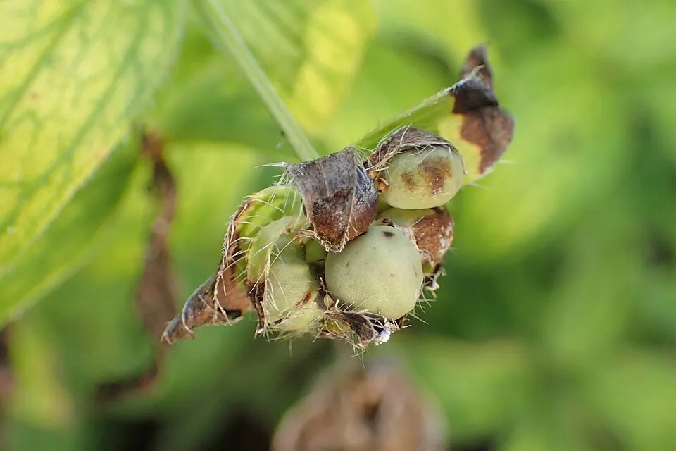 Olasz müge / Asperula taurina