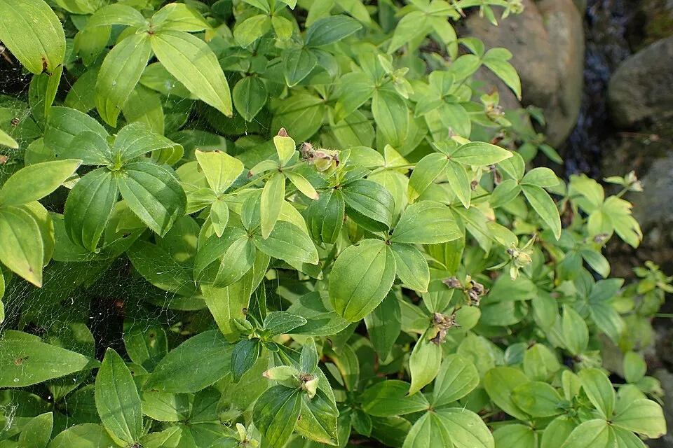 Olasz müge / Asperula taurina